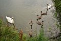 Labutí rodinka u Litovického rybníka.