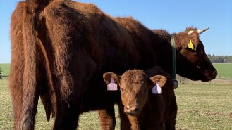 Víte, z jaké krávy jsou nejlepší steaky?