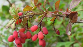 Dřišťál: Rostlina plná vitaminu C a zázračného berberinu