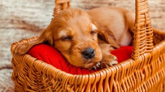 Když přivezeme domů štěně