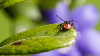 Klíšťata už útočí!