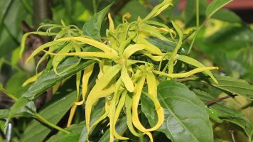Ylang-Ylang: Proti vysokému krevnímu tlaku i proti depresím