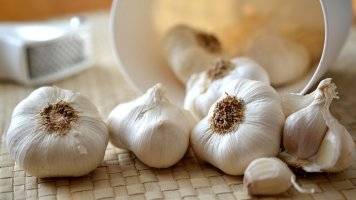 Česnek: Přírodní antibiotikum
