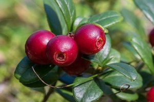 Při cévních potížích pomůže brusinka a vinná réva