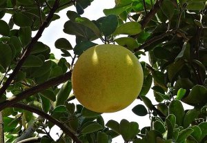 Grapefruit likviduje plísně