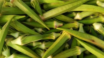 Okra: Chutný zelený poklad ze srdce Afriky