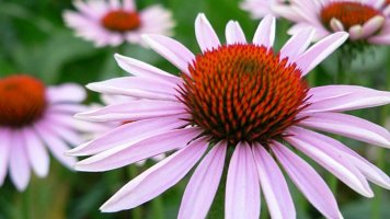 Echinacea: Třapatka i missourijský hadí kořen