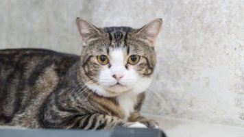 Příběh Elišky (43): Když vám kočka vybere manžela