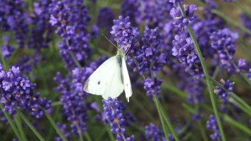 Levandule: Elegantní francouzská kráska odpuzuje blechy