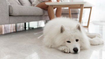 Torze žaludku ohrožuje psy