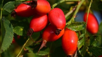 Šípky: Perfektní přírodní zdroj vitaminu C