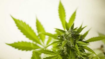 Přichází čas konopí