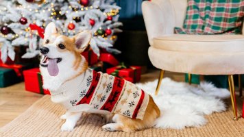 Vánoce a Silvestr s mazlíčky bez starostí