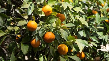 Yuzu: Hrbolatý citron je vitaminovou bombou