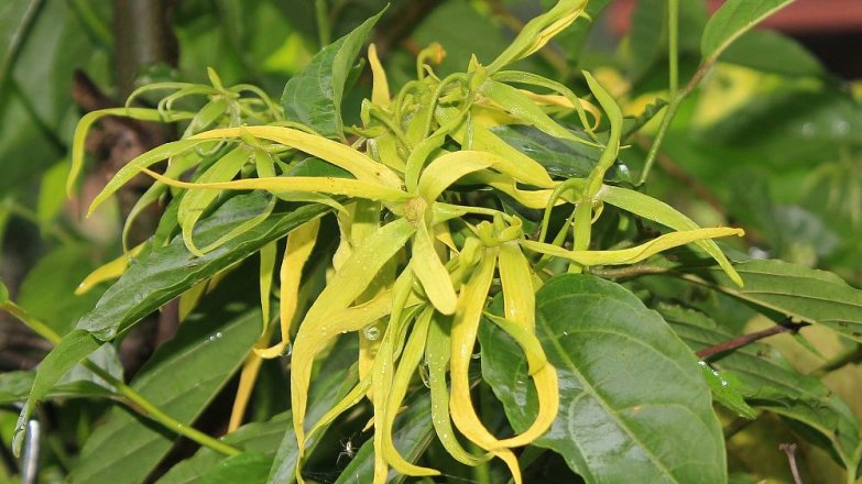 Ylang-Ylang: Proti vysokému krevnímu tlaku i proti depresím