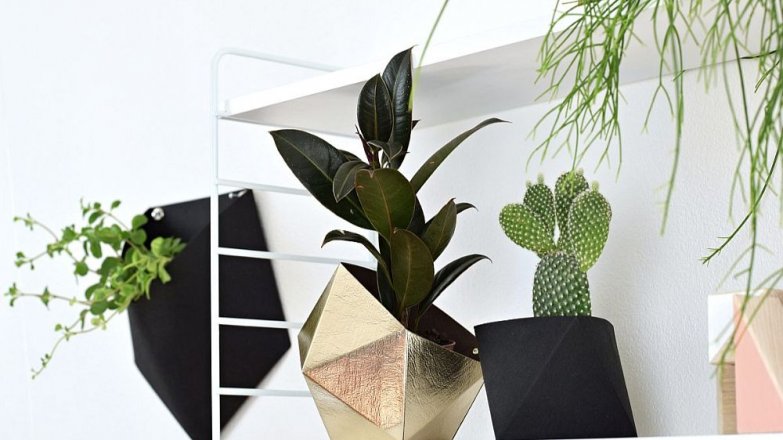 V čem bydlí pokojové květiny?