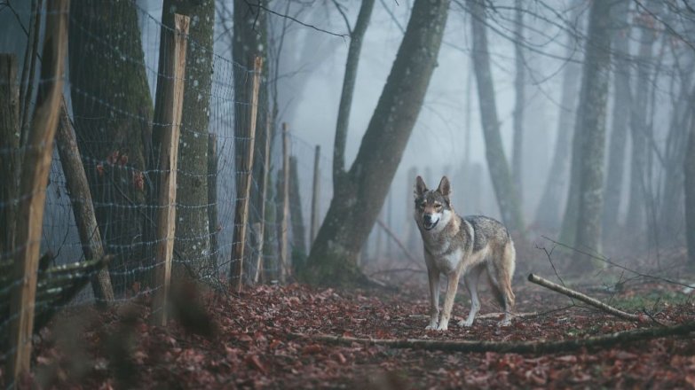 Příběh Jarky (60): Záhada tajemného místa v lese