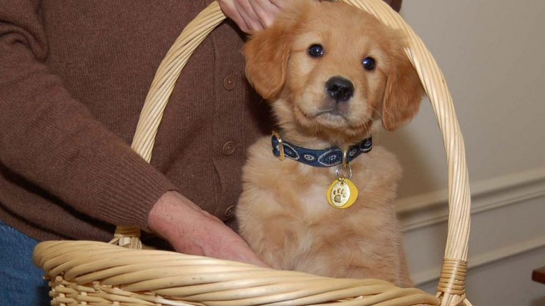 Příběh Dany (48): Lásku mi přivedl pes