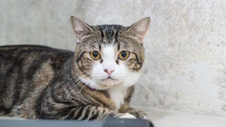 Příběh Elišky (43): Když vám kočka vybere manžela