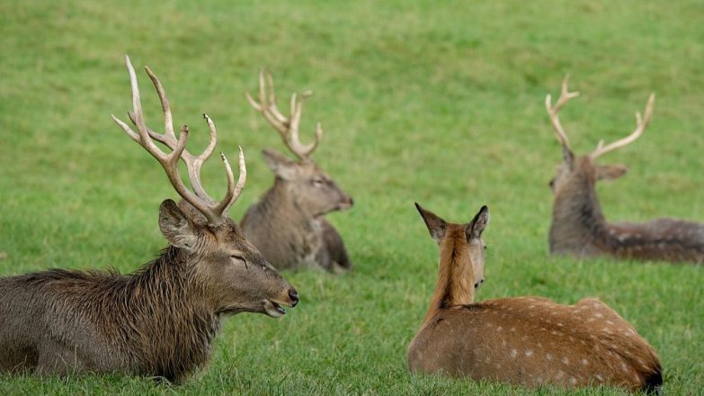 Vyznáte se ve zvěřině?