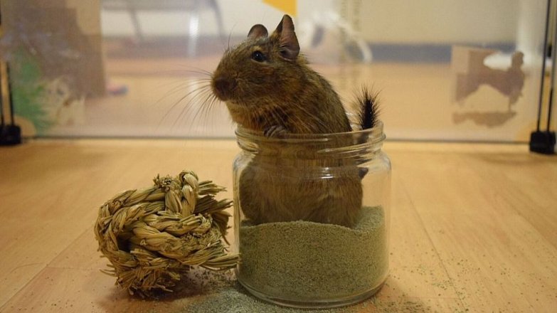 Roztomilá „myška“ osmák degu