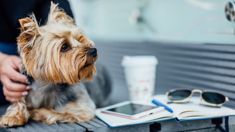 Příběh Jany (54): Moje dcera dává všechnu lásku jen psům