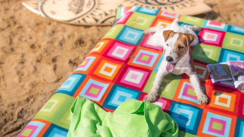 Jakými problémy můžou mazlíčci v létě trpět?