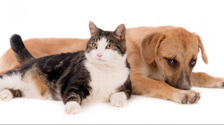 Čisticí prostředky, které byste nikdy neměli používat v blízkosti domácích mazlíčků