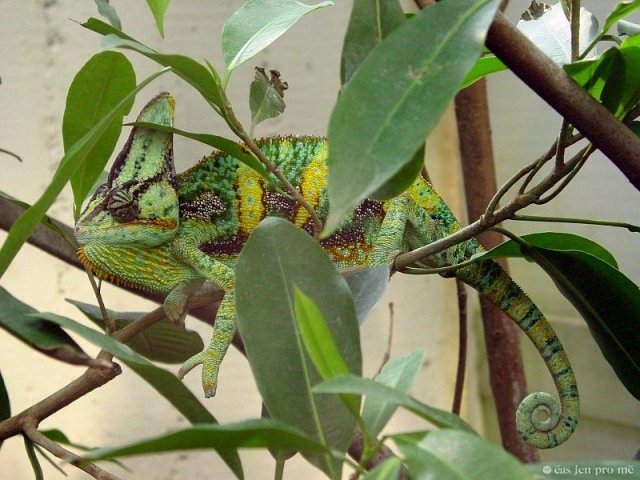 Chameleon, plachá ještěrka