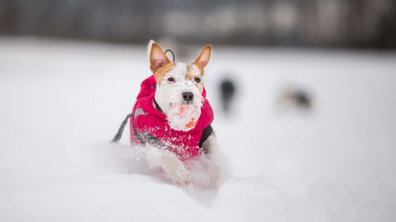 Jak posílit imunitu vašeho pejska?