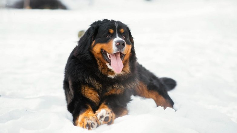 Jak se starat o psa v zimě?