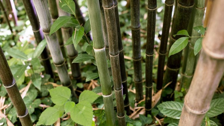 Bambus: Malý zázrak přírody