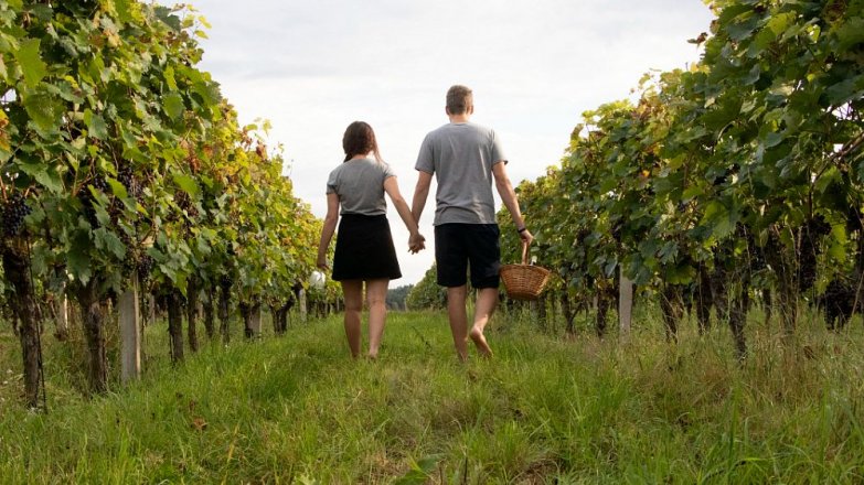 Středočeská vinařství, která stojí za návštěvu