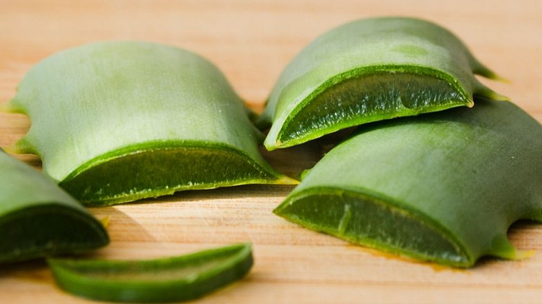 Aloe vera: První pomoc z květináče