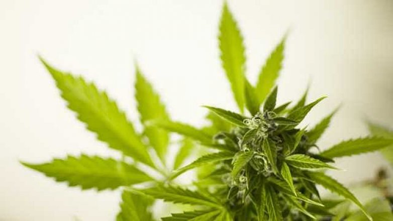 Přichází čas konopí