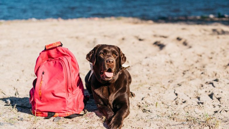 Průvodce letní péčí o domácí mazlíčky