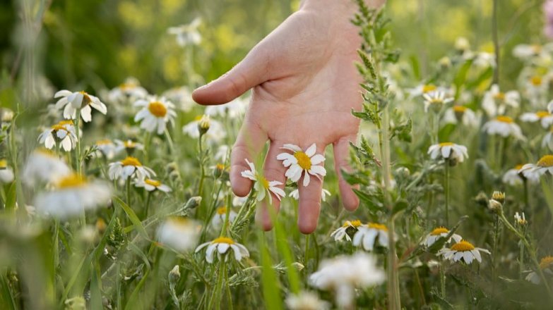 7 léčivých bylin, které pomohou ke zdravým zubům a pevným dásním