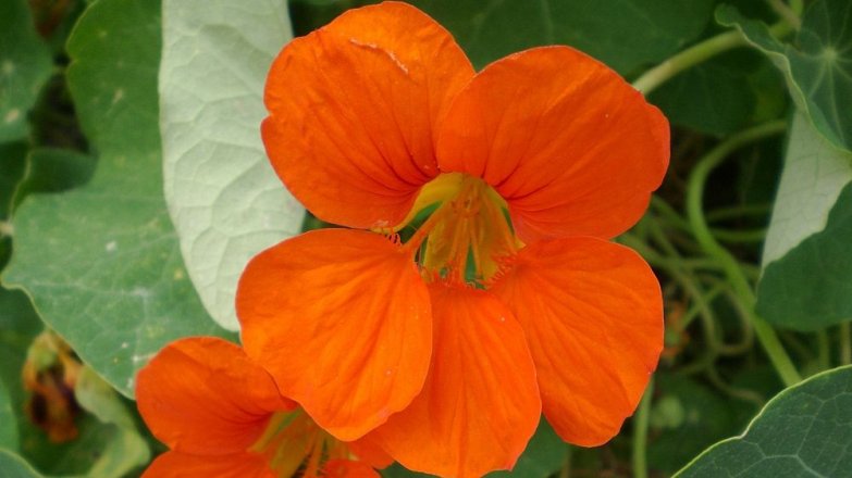 Lichořeřišnice: Rostlina plná vitaminů a zdraví prospěšných látek