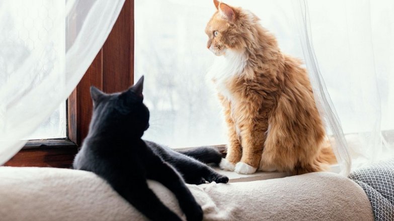 Mýty a fakta o kočičí stravě: Co do jejich misky nepatří?