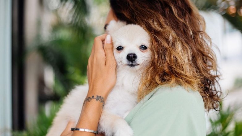 Co by měl každý páníček vědět o čipech