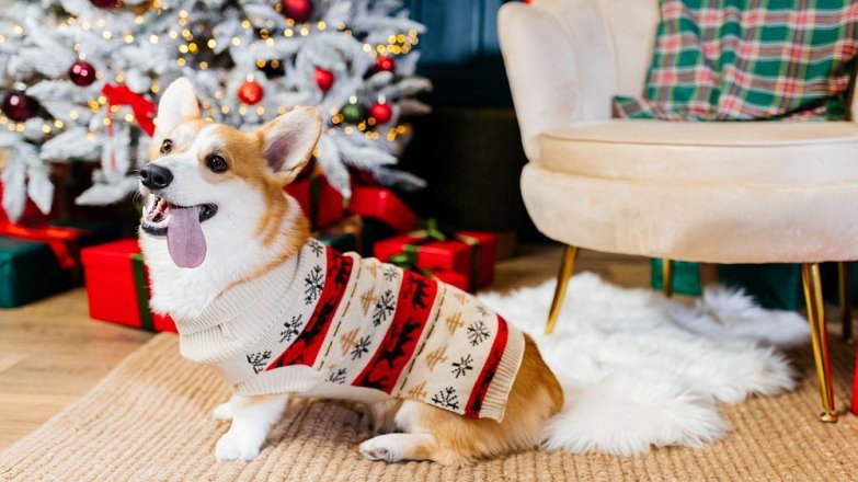 Vánoce a Silvestr s mazlíčky bez starostí