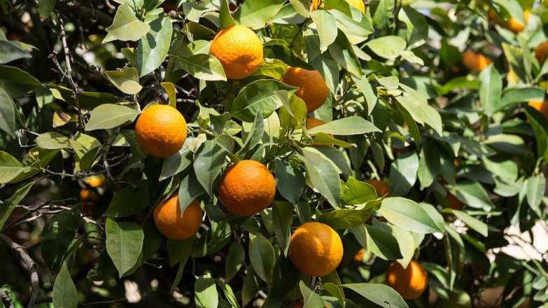 Yuzu: Hrbolatý citron je vitaminovou bombou