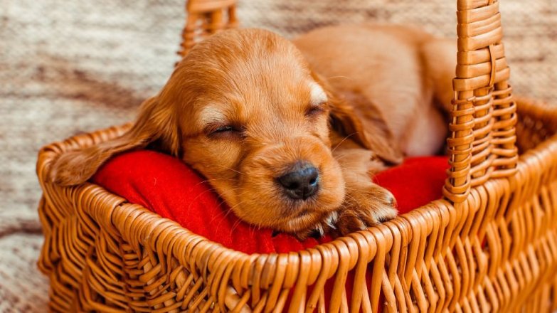 Když přivezeme domů štěně