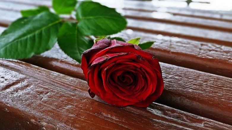 Příběh Ivany (60): Ve stínu jeho mrtvé ženy